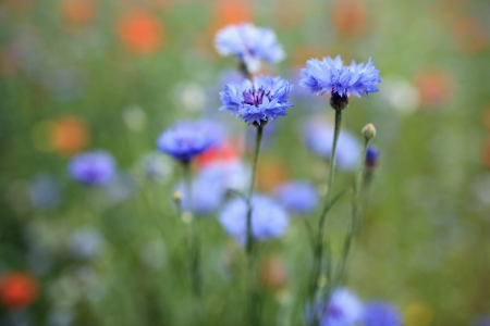 Details of beautiful cornflowers in nature.の写真素材