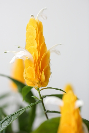 Details of a Pachystachys lutea isolated on white backgroundの写真素材