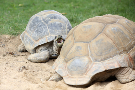 Details of a Aldabra giant tortoise in nature.の写真素材