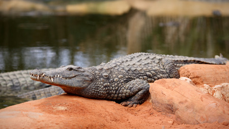 Details of nile crocodile, crocodylus niloticus, in captivity.の写真素材