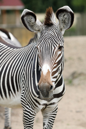 Details of a beautiful zebra in captivity.の写真素材