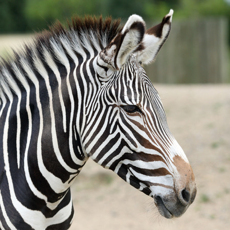 Details of a beautiful zebra in captivity.の写真素材