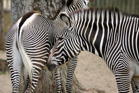 Details of a beautiful zebra in captivity.の写真素材