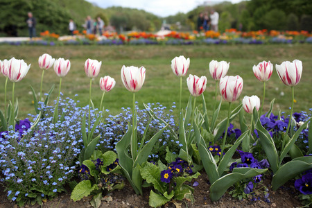 Details of beautiful tulips in an ornamental garden.の写真素材