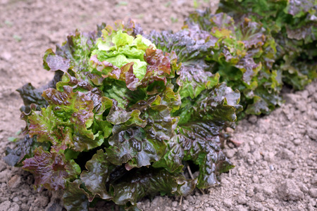 Details of fresh salade cultivated, this is lettuce.の写真素材