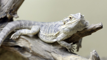 Details of a bearded dragon in captivity in a vivarium.のeditorial素材