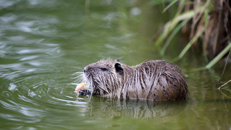 Details of a coypu in water, he is eating bread.の写真素材