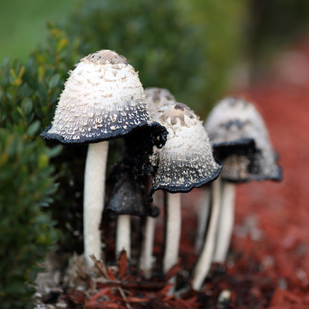 Details of a group of a common fungus, Coprinus comatus.の写真素材