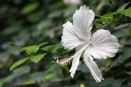 Details of a white hibiscus on a branch.の写真素材