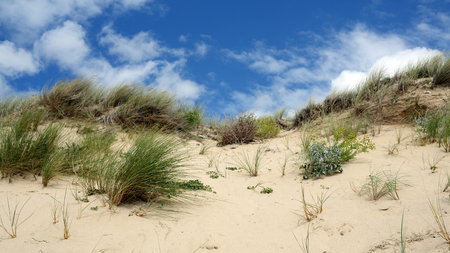 DÃ©tails of a sand dune from France in summer.の写真素材