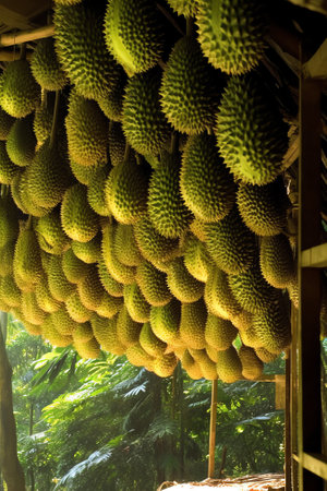 Generative AI closeup shots of growing jackfruits.の素材