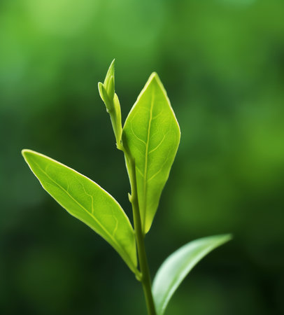 Generative AI Closeup shot of the neem leaves in the treeの素材