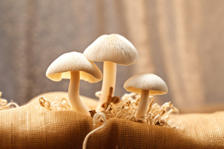 Generative AI Close-up of beige plates of mushroom spores. Edible mushroom. Selective focus macro shot with shallow DOFの素材