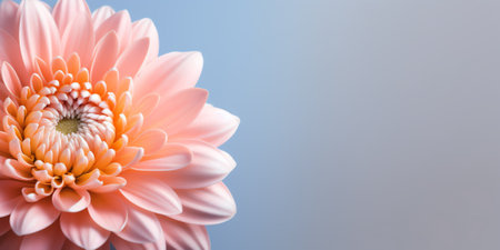 Generative AI Gerbera flower close up on turquoise background. Macro photography. Card Gerbera Flower. Natural romantic conceptual floral Macro background.の素材