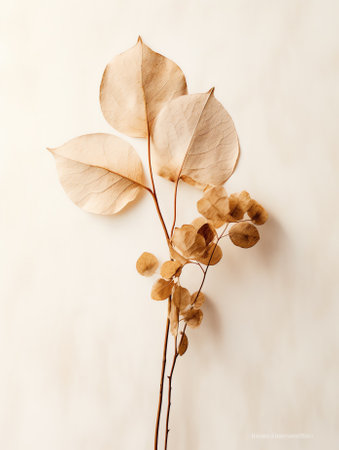 Generative AI Dried chrysanthemum flower on a beige backgroundの素材