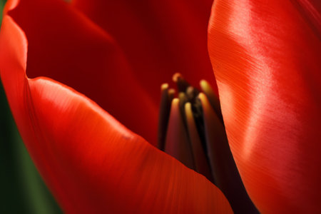 Generative AI Macro photography of beautiful tulip stamens and pistilsの素材