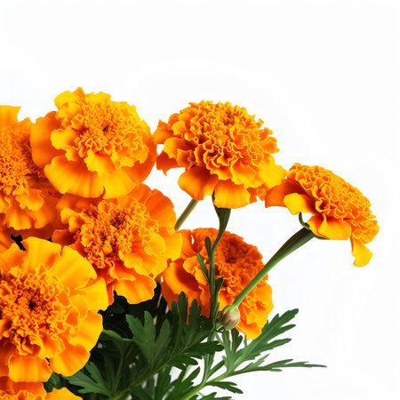 Generative AI petals of fresh marigold or tagetes erecta flower isolated on white background with full depth of field. Top view. Flat layの素材