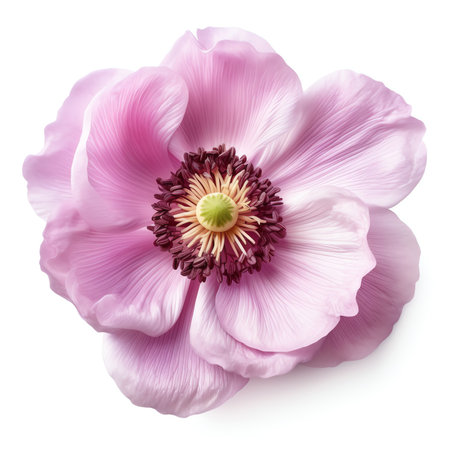 Generative AI Studio Shot of White and Magenta Colored Cosmos Flower Isolated on White Background. Large Depth of Field (DOF). Macro.の素材