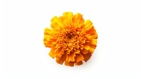 Generative AI petals of fresh marigold or tagetes erecta flower isolated on white background with full depth of field. Top view. Flat layの素材