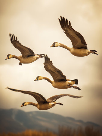 Generative AI : Flock of goose birds flying in a blue sky background with clouds and copyspace Common wild greylag geese flapping wings while soaring in the air in formation Migratの素材