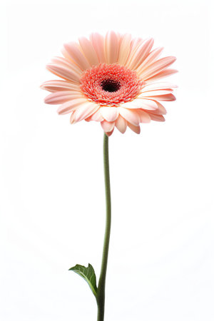 Generative AI : Gerbera flower close up Macro photography Card Gerbera Flower Natural romantic conceptual floral Macro backgroundの素材