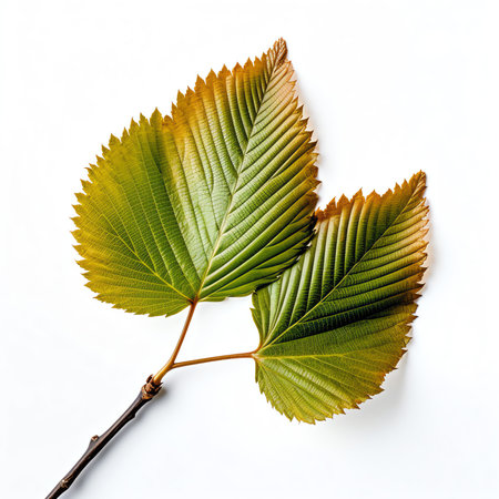 Generative AI : Apricot leaves isolated on white backgroundの素材