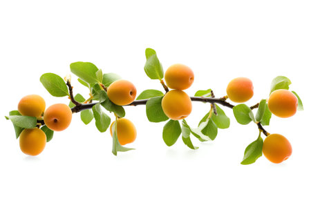 Generative AI : Apricot leaves isolated on white backgroundの素材
