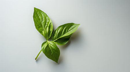 Fresh basil leaves on white background. Top view, copy space.の素材