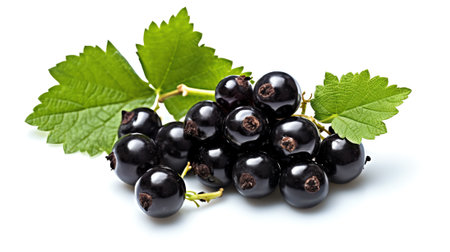 Generative AI : Black currant isolated on white Collectionの素材
