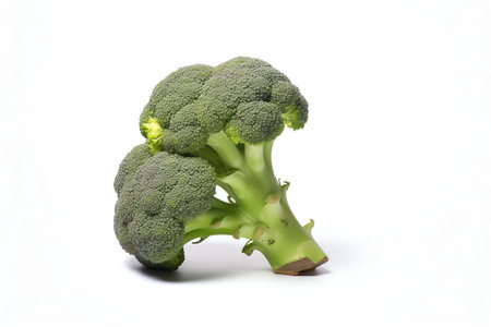 Generative AI : Broccoli isolated on white Fresh broccoli Full depth of fieldの素材