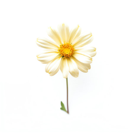 Generative AI : Calendula isolated on whiteの素材