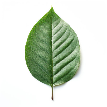 Generative AI : Citrus leaf isolated on white background Full depth of fieldの素材