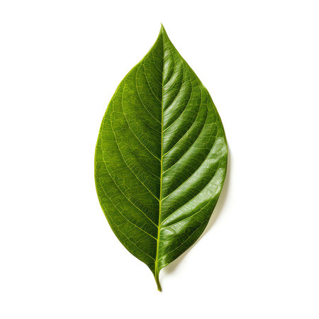 Generative AI : Citrus leaf isolated on white background Full depth of fieldの素材