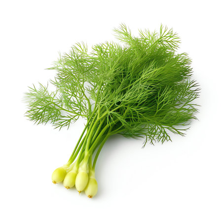 Generative AI : Dill Fresh dill herb Dill isolated Collectionの素材