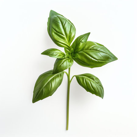 Generative AI : Fresh basil isolated on white backgroundの素材