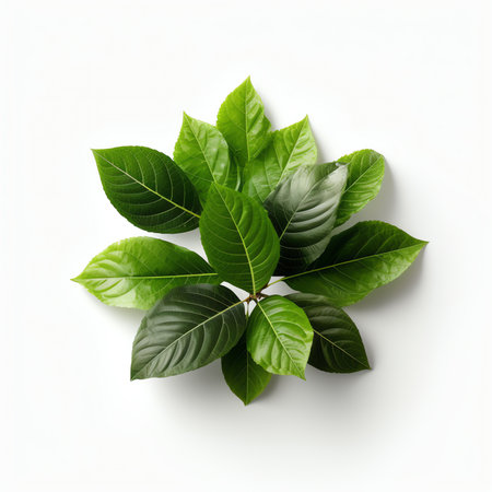 Generative AI : Citrus leaves isolated on a white backgroundの素材