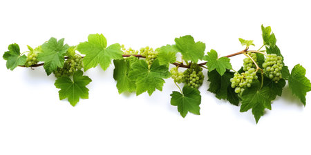Generative AI : Grape leaves isolated on white Collection Full depth of fieldの素材