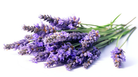 Generative AI : Lavender flowersの素材