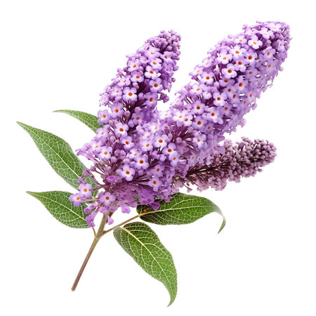 Generative AI : Lavender Flowers isolated on whiteの素材