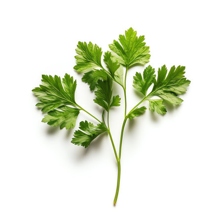 Generative AI : Parsley Parsley isolatedの素材