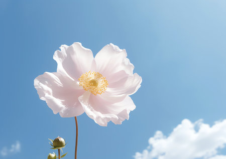Generative AI : Close up of white cosmos flower on sky backgroundの素材