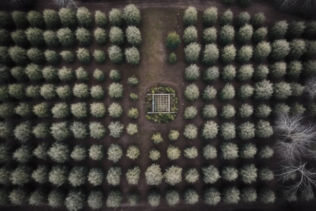 Generative AI : Aerial view of symmetrical trees in cultivation estate Bunol Valencia Spainの素材