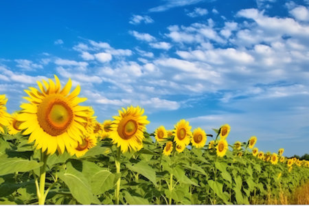 Generative AI : Image of sunflower field in full bloomの素材