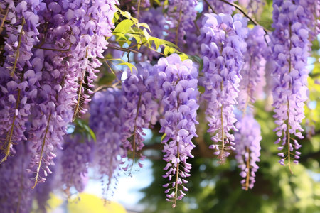 Generative AI : Beautiful purple wisteria flowers on hedge closeupの素材