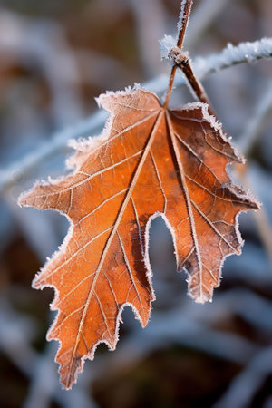 Generative AI : Frozen leaves in the grass outdoors in winter Beautiful textured orange and brown leaves in frost closeup macroの素材