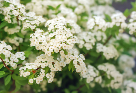 Generative AI : Beautiful texture of a flowering bush spirea with green leaves and white flowers outdoors in spring Floral backgroundの素材