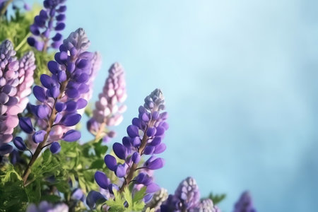 Generative AI : Blue butterflies flutter among purple lupine flowers with beautiful atmospheric lighting on bright spring summer sunny day in nature macroの素材