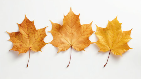 Generative AI : Creative composition on autumn theme of three natural maple leaves of yellow orange burgundy isolated on white backgroundの素材