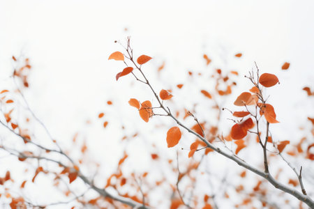 Generative AI : Beautiful branch with orange and red leaves in late autumn or early winter under the snow outdoors The first snowfall branches in hoarfrost closeup macro white backの素材
