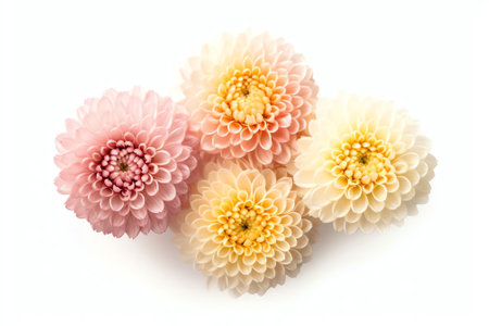 Generative AI : Flowers set of three white dahlias with a yellow core with different various perspective isolated on white background Ornamental garden plant flower dahlias closeupの素材